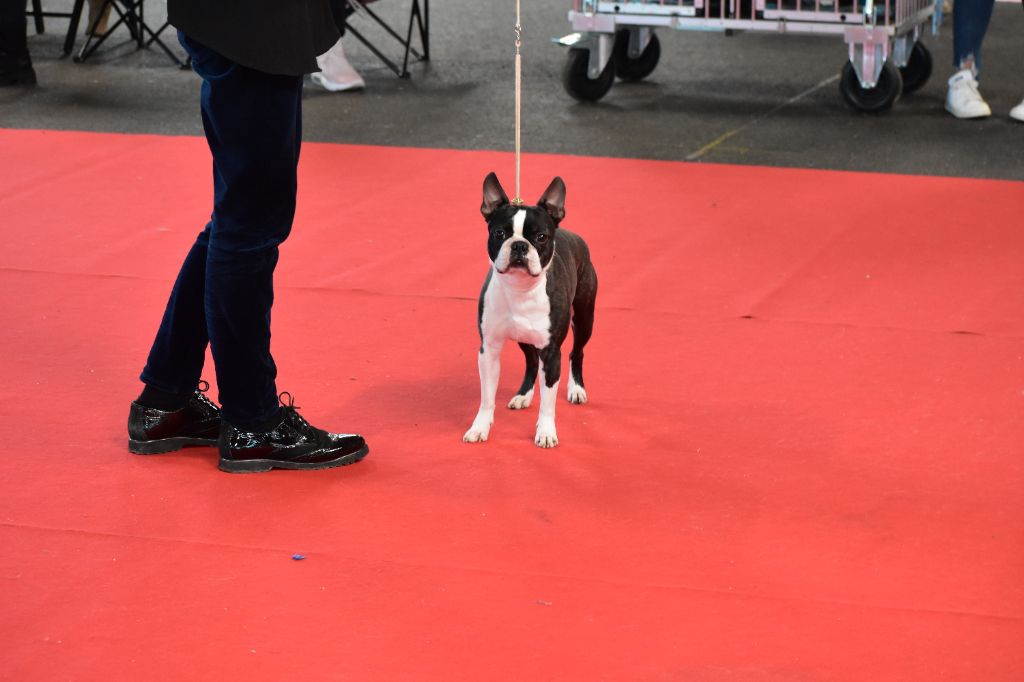 De Sabbia Nera De Mondella - Pégase de sabbia nera de mondella: 3 ème CACIB à limoges IDS en cl cha