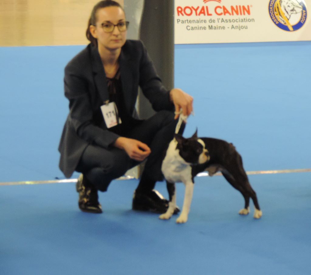 De Sabbia Nera De Mondella - Hélios-cl CH classé TB en spe à angers 03/18