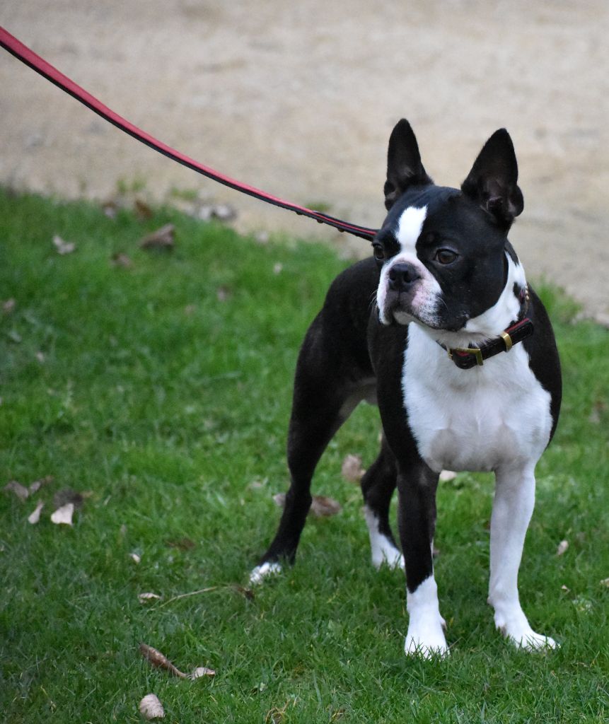 CH. Moi helios de l'esprit du chien