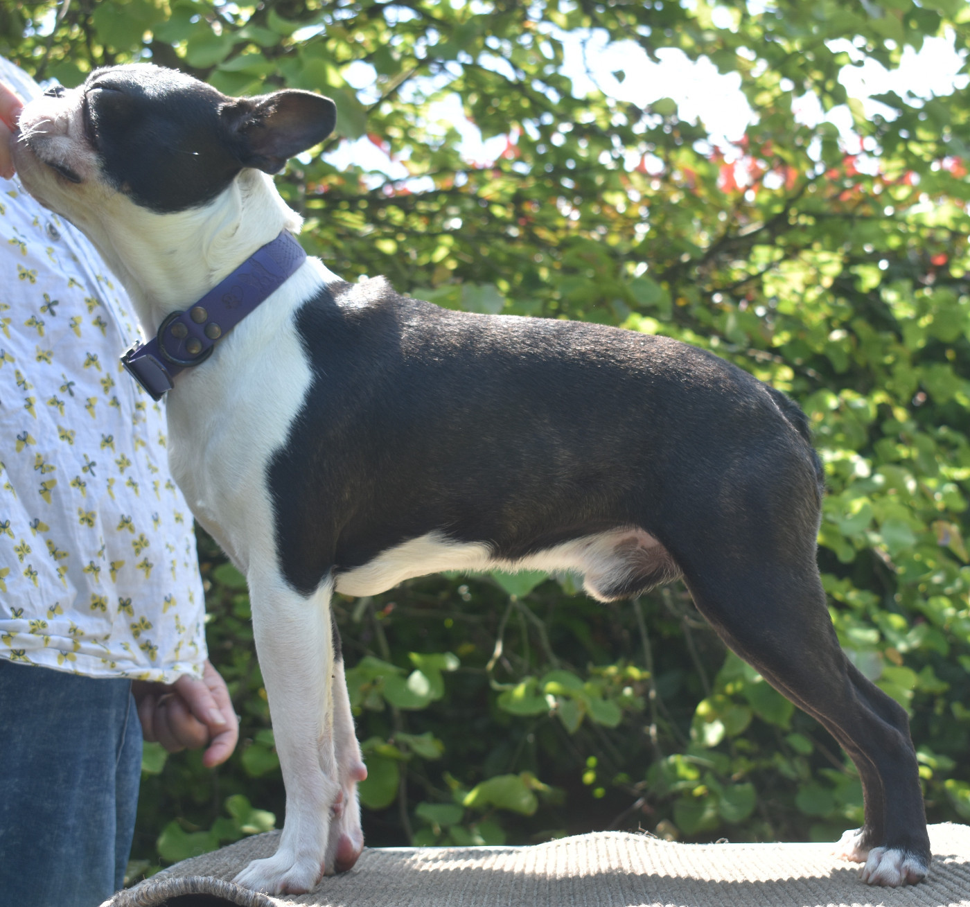 dv Ucciano de sabbia nera de mondella