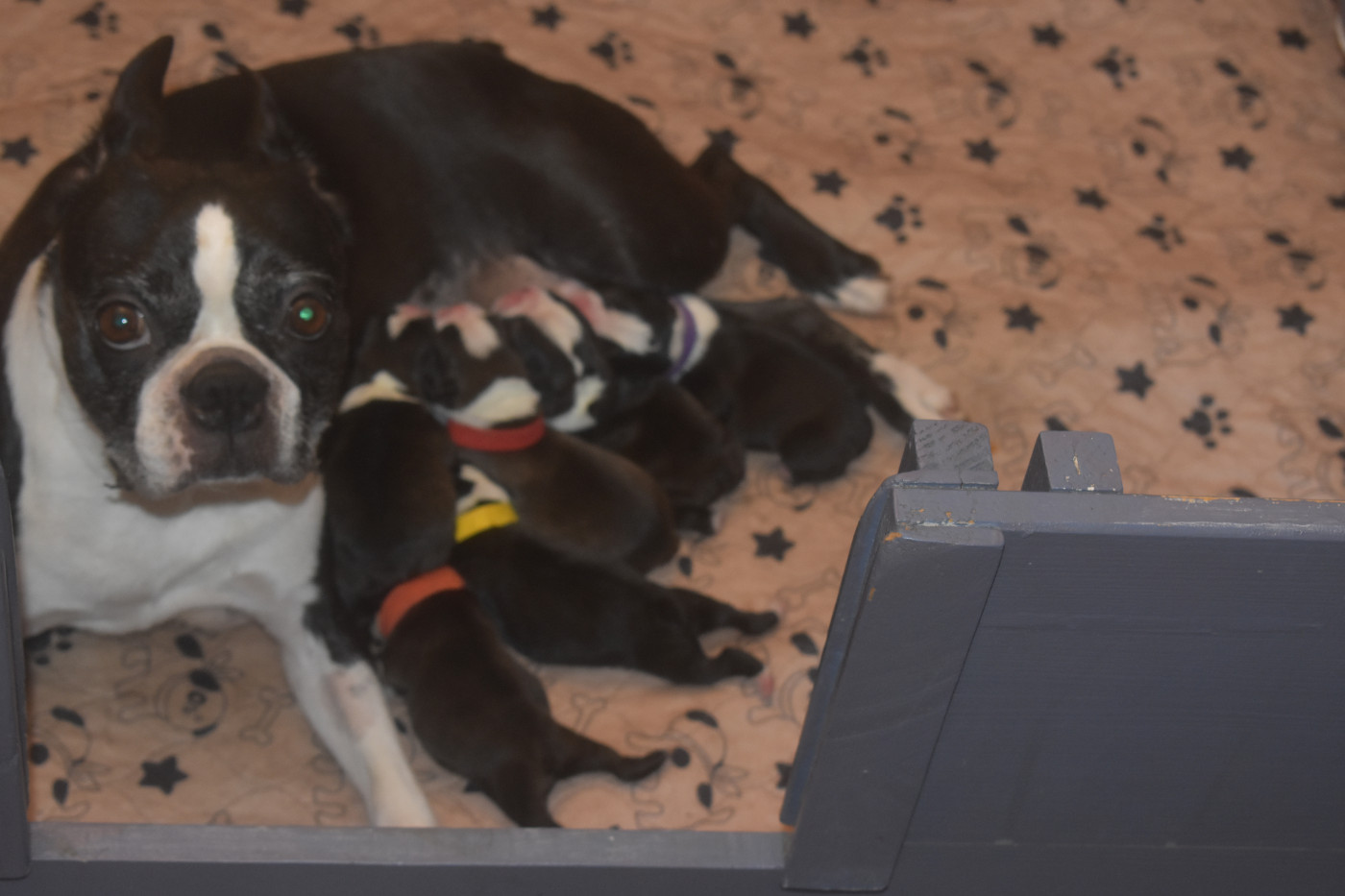 De Sabbia Nera De Mondella - Boston Terrier - Portée née le 17/04/2026