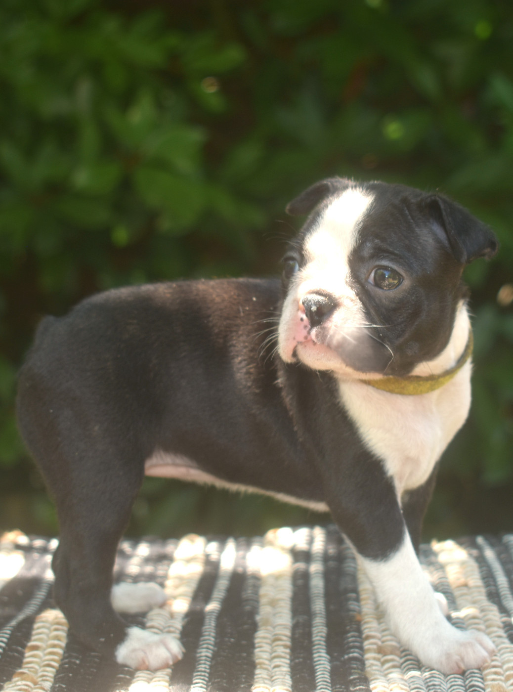 De Sabbia Nera De Mondella - Chiots disponibles - Boston Terrier