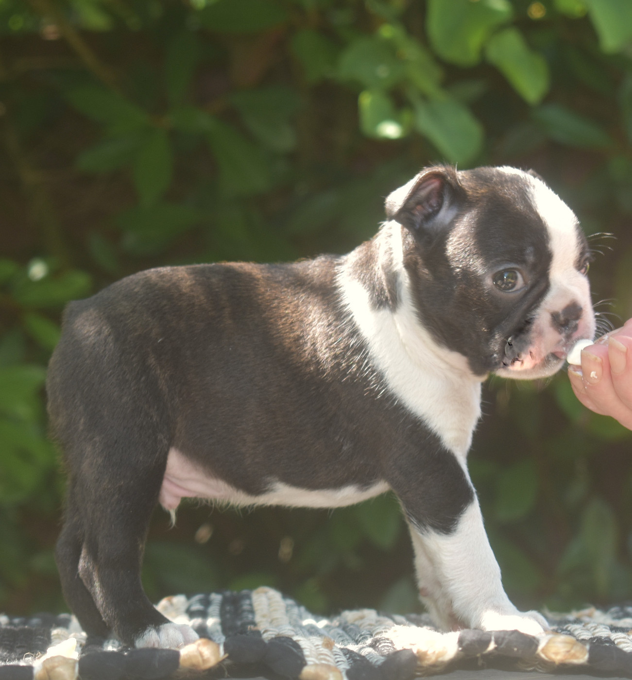 De Sabbia Nera De Mondella - Chiots disponibles - Boston Terrier