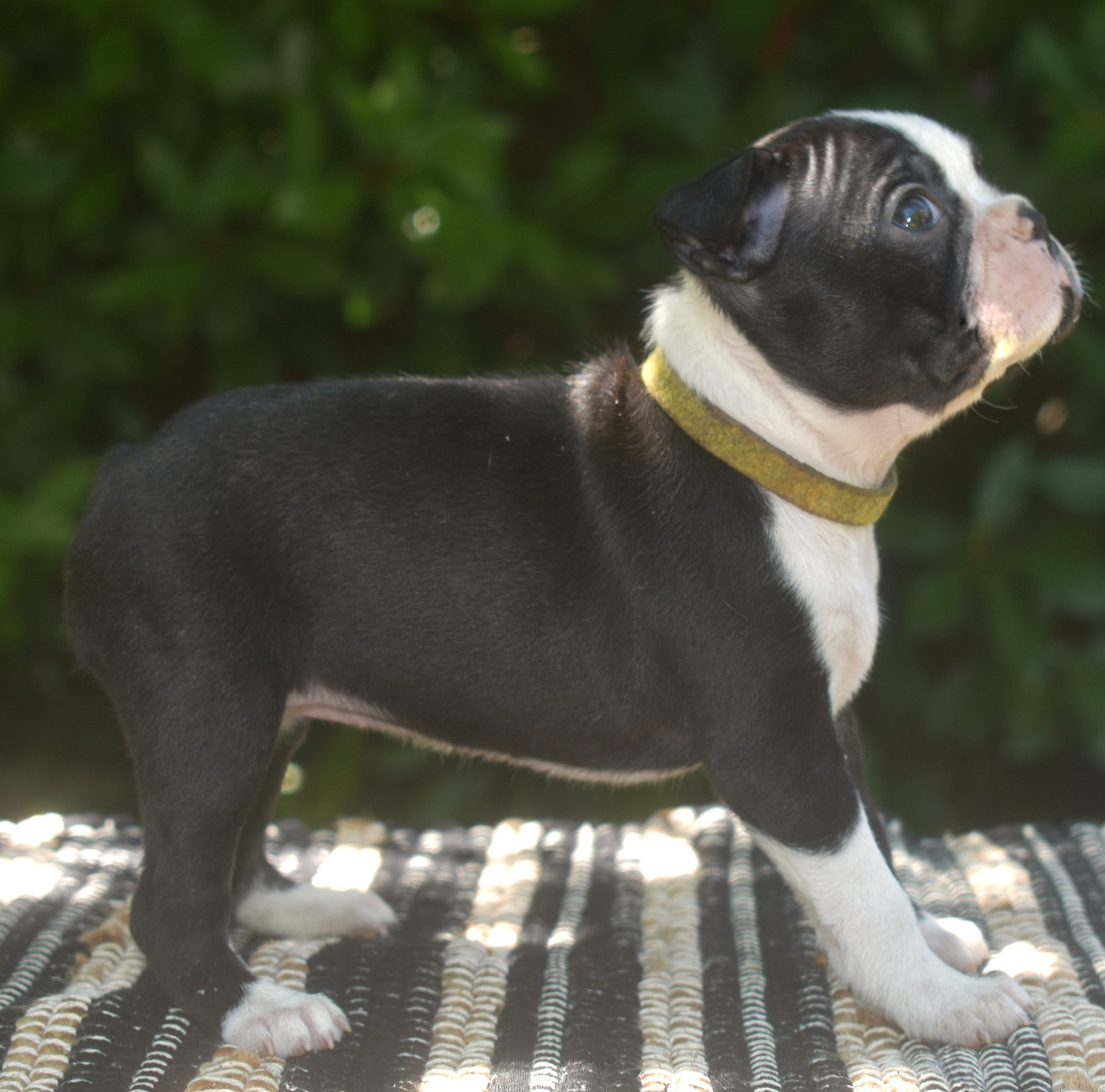 De Sabbia Nera De Mondella - Chiots disponibles - Boston Terrier