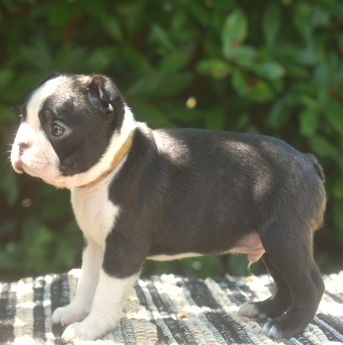 De Sabbia Nera De Mondella - Chiots disponibles - Boston Terrier