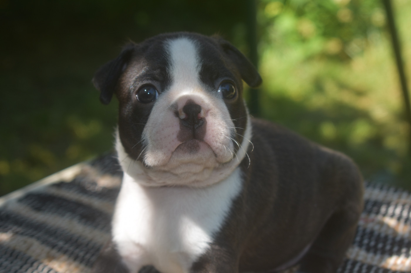 De Sabbia Nera De Mondella - Chiots disponibles - Boston Terrier
