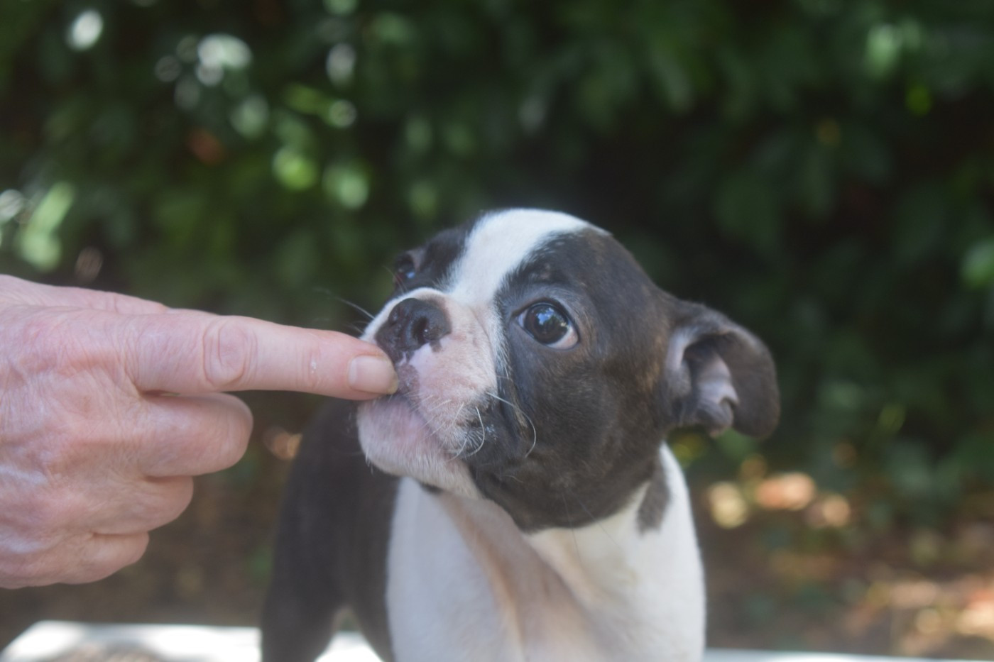 De Sabbia Nera De Mondella - Chiots disponibles - Boston Terrier