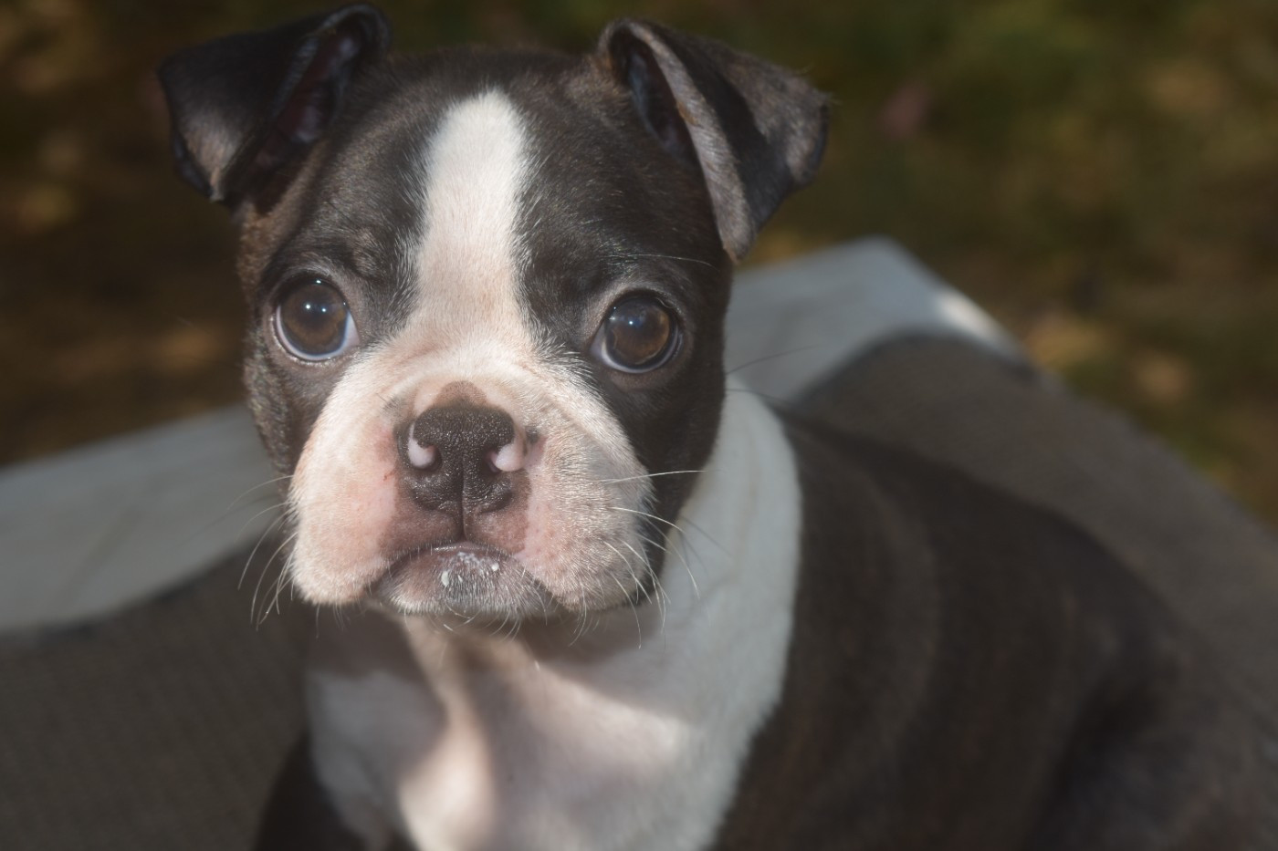 De Sabbia Nera De Mondella - Chiots disponibles - Boston Terrier