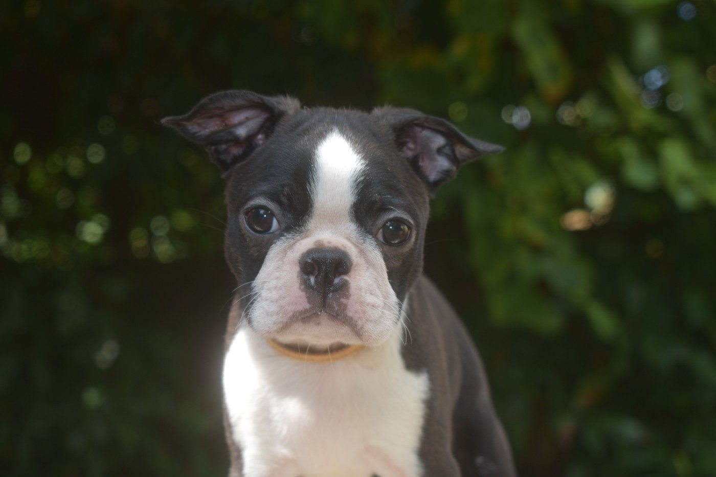 De Sabbia Nera De Mondella - Chiots disponibles - Boston Terrier