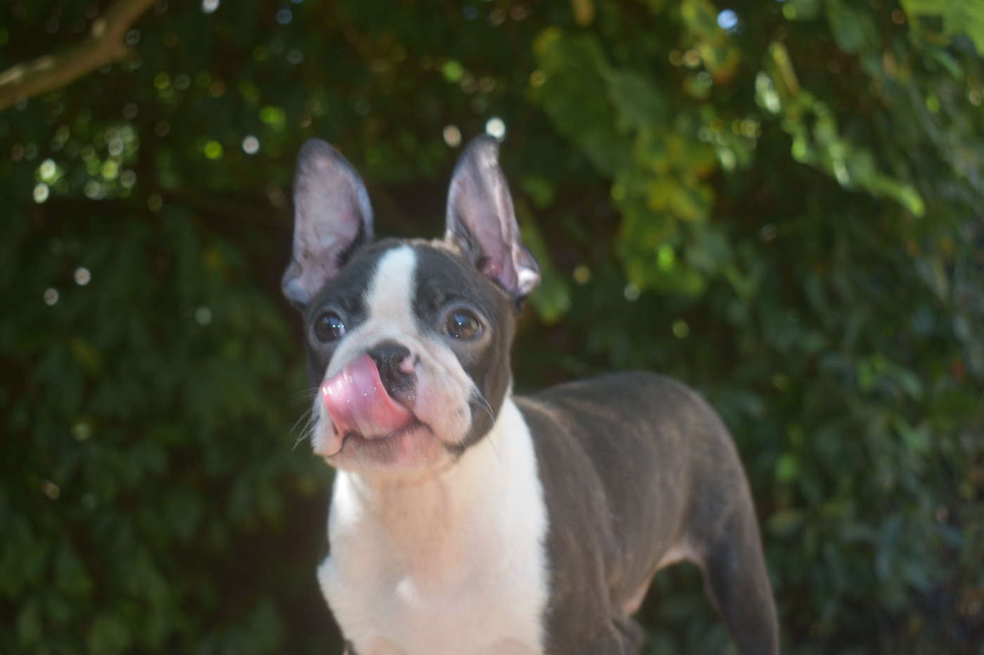 De Sabbia Nera De Mondella - Chiots disponibles - Boston Terrier